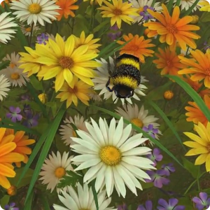 Bee Live Wallpaper HD v1.0